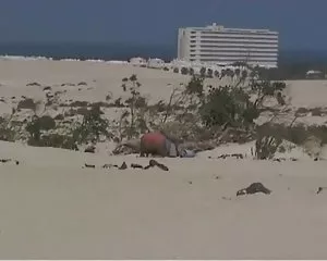 Mariels systerdotter och den gamle mannen på stranden